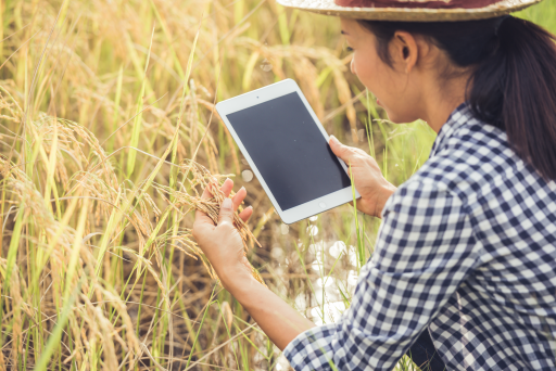 Photo close-up of young woman with computer tablet in rice field examining rice plant.