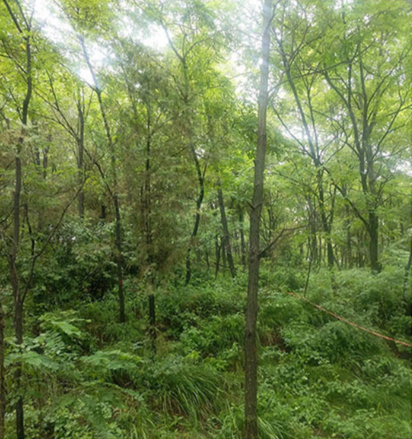 Afforested land in Shaanxi Province, China where a mixed stand of trees has grown for 23 years after vegetation was destroyed more than 50 years earlier.